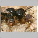 Diodontus sp - Grabwespe w04b 5-6mm mit Blattlaus.jpg